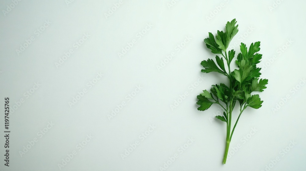 Poster Isolated on white background a vibrant broccoli floret with a delicate stem placed flat Stock Photo with side copy space