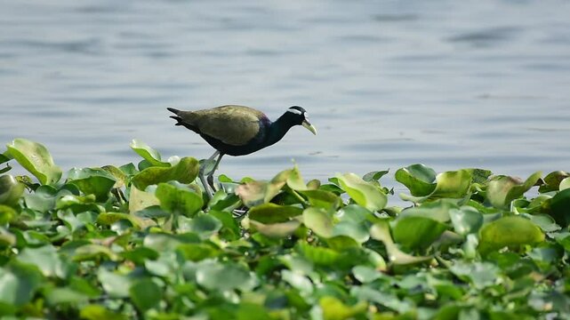 bronze winged jacana bird in a pond searching food