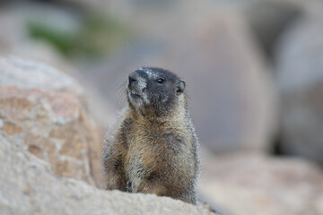 Marmot in the Rocky Mountains