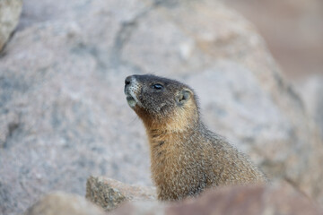 Marmot in the Rocky Mountains