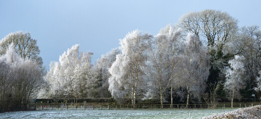 Frosty trees along a road 