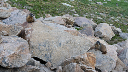 Marmot in the Rocky Mountains