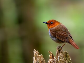 森の中で枯れ木に留まっているコマドリの雄。リラックスして片足立ちしている様子。