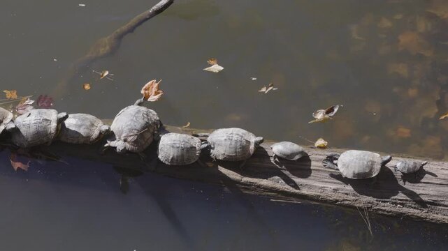 Aquatic turtles line up to bask on log