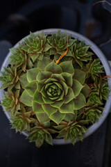 Obraz premium Closeup of a beautiful green succulent in a stylish white pot