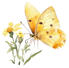 Fototapeta premium PNG Yellow butterfly on flower watercolor invertebrate illustration.