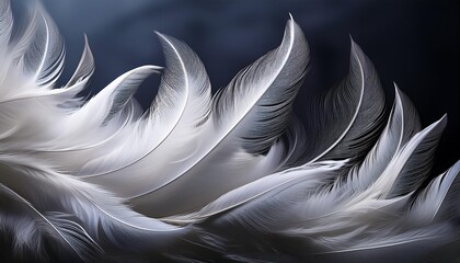 Fototapeta premium white feather on black