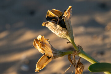 The interesting seed pods or fruit of the Mediterranean Sea Daffodil, Sand Lily, scientific name Pancratium maritimum. The seeds look like coal but are very light in weight to be dispersed by the wind