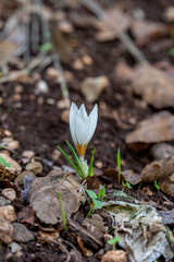 Delicate white and yellow winter Crocus in the woodlands near Kiryat Tivon in Israel.
