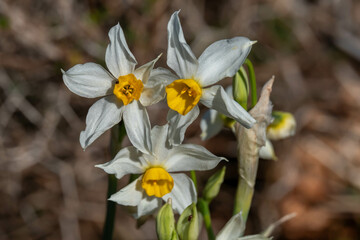 The small wild dafodil called Paperwhite, Bunch-flowered Narcissus, Bunch-flowered Daffodil, scientific name  Narcissus tazetta found on the Carmel Mountain near Haifa, Israel.  
