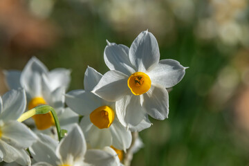 Obraz premium The small wild dafodil called Paperwhite, Bunch-flowered Narcissus, Bunch-flowered Daffodil, scientific name Narcissus tazetta found on the Carmel Mountain near Haifa, Israel. 