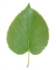 Fototapeta premium Vibrant Green Leaf Detailed Texture Isolated on White Background Botanical Nature
