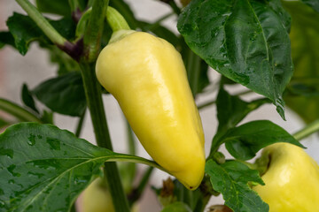 Yellow pepper in the garden