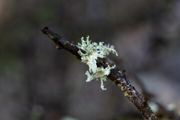 Close up of interesting lacy light green  lichen that grows on the Tabor Oak deciduous to northern Israel with groves around Kiryat Tivon, Israel.
