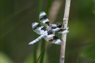 Dragonfly with black and white wings