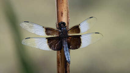Dragonfly with black and white wings
