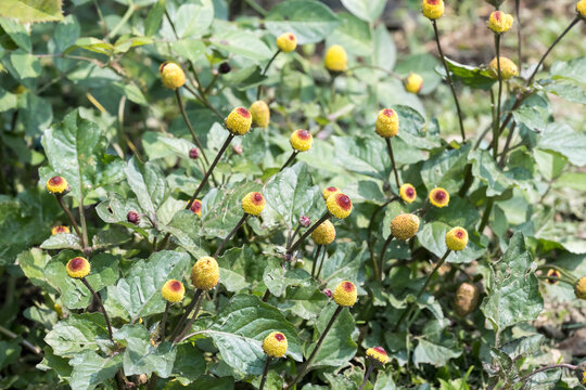 Beautiful Toothache plant (Acmella oleracea) flowers.