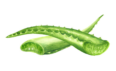 Aloe vera leaves.  Watercolor hand painted illustration isolated on white background