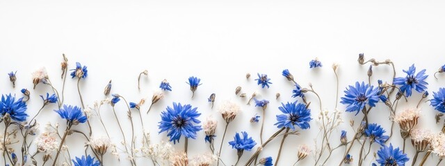 Blue cornflowers and dried flowers arranged on a white background with ample Copy Space for text.