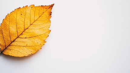 Fototapeta premium Autumn yellow leaf on a white background with ample copy space for design or text placement, highlighting seasonal themes and nature.