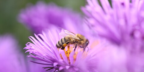 Honigbiene auf Aster Blume