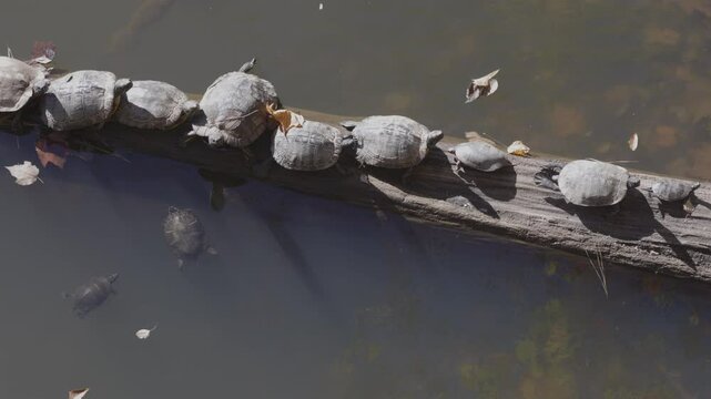 Row of aquatic turtles basks on log in Georgia lake