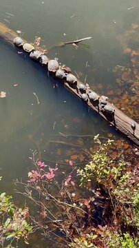 Several acquatic turtles bask on log in Georgia lake