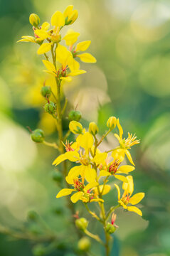 Vibrant yellow and red flowers grow along racemes on the thryallis plant.