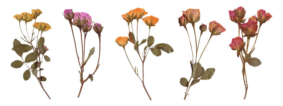Fototapeta Set of Botanical Elegance - High-Resolution Scanned Roses with Isolated Backdrop. Scrapbooking elements, Pressed Dried Flowers collection