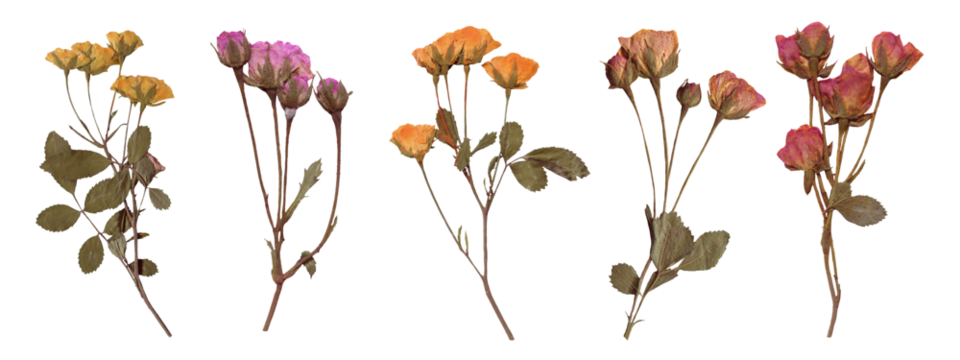 Set of Botanical Elegance - High-Resolution Scanned Roses with Isolated Backdrop. Scrapbooking elements, Pressed Dried Flowers collection