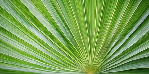 Fototapeta premium Close-up of green palm leaf with radiating lines and textures featuring ample copy space for text placement