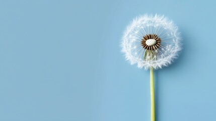 Fototapeta premium Dandelion flower on a blue background with copy space for text and design elements showcasing nature and simplicity.