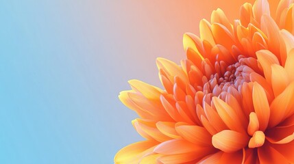 Vibrant orange chrysanthemum flower with soft blue background and ample copy space for text placement in a tranquil setting