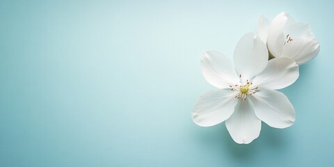 White flower petals on a soft blue background with copy space for text placement