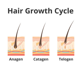 Hair growth cycle