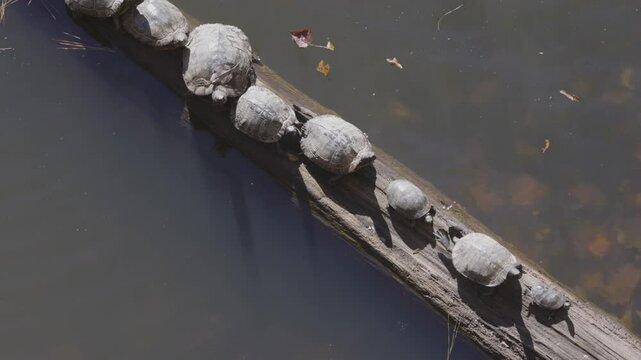 Several aquatic turtles bask on log in Georgia lake