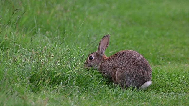 Wild rabbit eating the lush grass