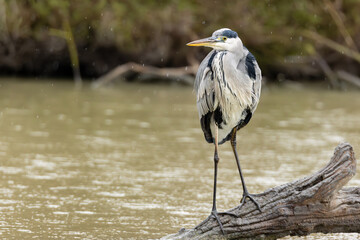 Le Héron cendré sous la pluie