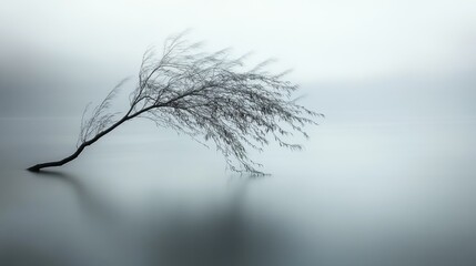 A quiet pond view where a tree branch leans towards the water, its leaves brushing the calm surface.