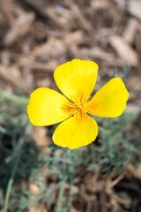 Beautiful California poppy (eschscholzia californica) flower.