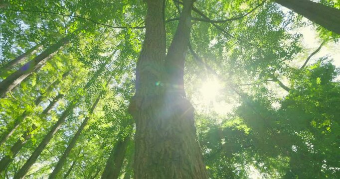 太陽の光が綺麗な新緑の木