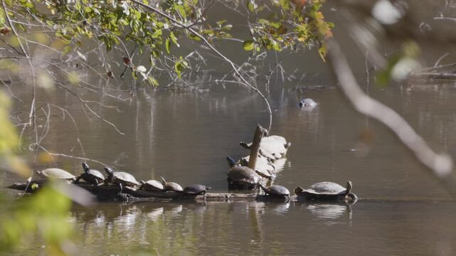 Several aquatic turtles bask in bright sunlight on lake
