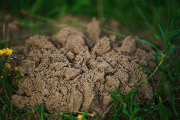Small molehill in green grass
