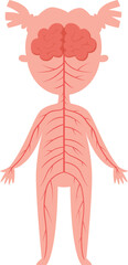 Simplified illustration depicting the nervous system connecting the brain to the rest of the body in a female child, serving as educational material for biology lessons and understanding anatomy