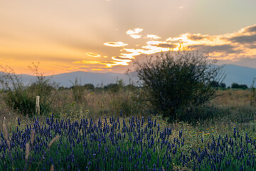 Sunset in the mountains of the north of Spain, over the lavender fields on the foreground