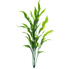 Fototapeta premium Tall plant with wavy edged leaves, perfect for aquariums or home decor. Its vibrant green color adds fresh touch to any space, creating lively atmosphere