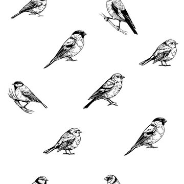 Seamless pattern, set birds, great tit, goldfinch, robin, bullfinch, realistic sketch, hand drawn vector