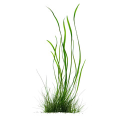Thin grassy plant with long green blades, ideal for landscaping and aquariums, creating natural look and enhancing aquatic environments