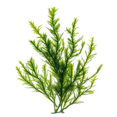 fast growing aquatic plant with vibrant green foliage, ideal for aquariums and water gardens, providing natural beauty and habitat for aquatic life