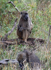Obraz premium Chacma baboon monkey sits on a log in Kruger National Park, South Africa. Safari in savannah. Animals natural habitat, wildlife, wild nature background, close up
